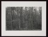 Untitled (forest of trees and branches)