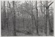 Untitled (forest of trees and branches)