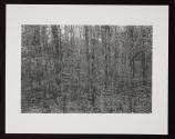 Untitled (leaves, trucks, and branches)