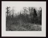 Untitled (forest with small dirt road)