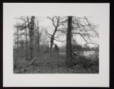 Untitled (forest with view of clearing)