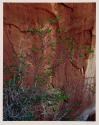 Redbud in bloom, Hidden Passage, Glen Canyon
