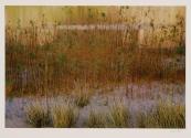Tamarisk and grass, river's edge, Glen Canyon
