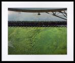 Algae, Chicago, IL