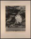 Night blooming Cereus