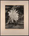 Night blooming Cereus