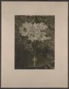 [Lotus flowers in vase]