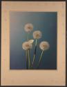 [Dandelion seed heads]
