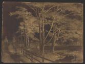 [Scotch Firs, Hawkhurst]