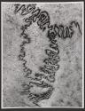 Sutures of a human skull