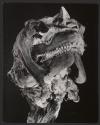 [The dried head of a skate as found on the beach]