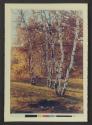 [Copy print of The Birches]
