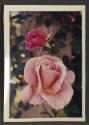 [Copy print of photograph of flowers]