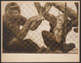 Zoo Monkeys