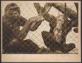 Zoo Monkeys