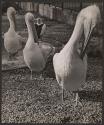 Pelicans