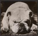 Bulldog