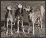 Canine Beauties
