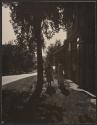 [Women walking up shaded path towards sunlit road]