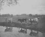 [Cows by a stream]