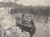 Gathering water-lilies