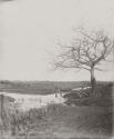 [Leafless Marsh]