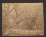 [Forested glade with figure]