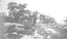 Walter Hubbell with dog, California Trip