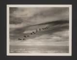 Pursuit Formation, Sacramento Valley, California