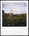 Allotments