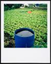 Allotments