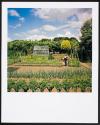 Allotments