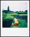 Allotments