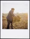 Allotments
