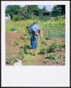 Allotments
