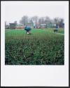 Allotments