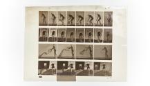 [Plate 401: negative for Animal Locomotion collotype]
