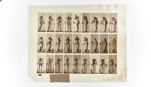 [Plate 412: negative for Animal Locomotion collotype]