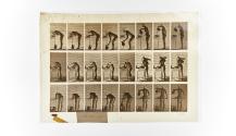[Plate 413: negative for Animal Locomotion collotype]