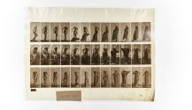 [Plate 431: negative for Animal Locomotion collotype]