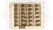 [Plate 438: negative for Animal Locomotion collotype]