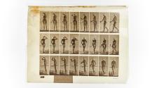 [Plate 443: negative for Animal Locomotion collotype]
