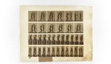 [Plate 445: negative for Animal Locomotion collotype]