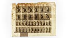 [Plate 456: negative for Animal Locomotion collotype]