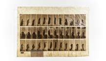 [Plate 459: negative for Animal Locomotion collotype]