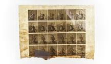 [Plate 466: negative for Animal Locomotion collotype]