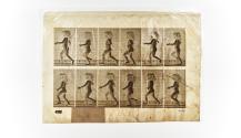 [Plate 469: negative for Animal Locomotion collotype]