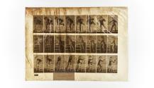 [Plate 475: negative for Animal Locomotion collotype]