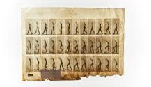 [Plate 482: negative for Animal Locomotion collotype]