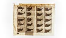 [Plate 484: negative for Animal Locomotion collotype]